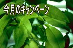 キャンペーン